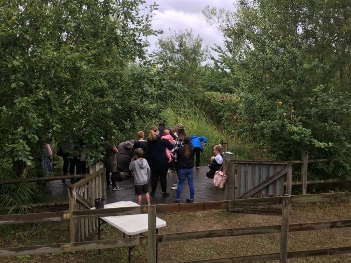 Pond dipping