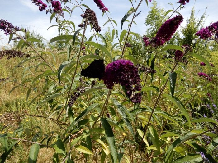 buddleia