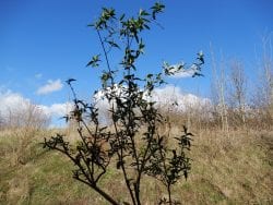 buddleia