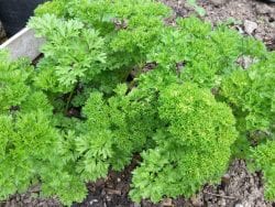 parsley