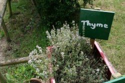 thyme