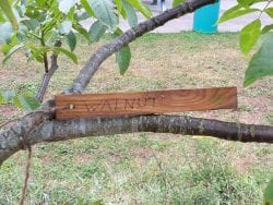 walnut