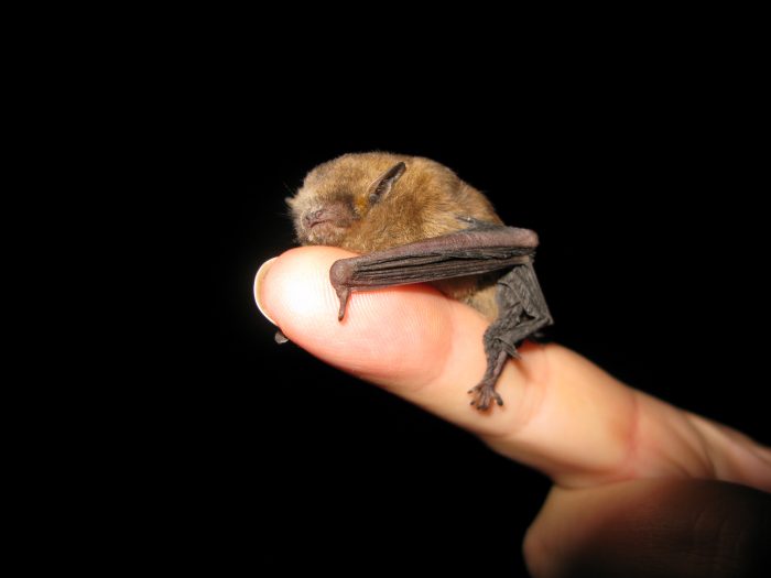 Soprano Pipistrelle