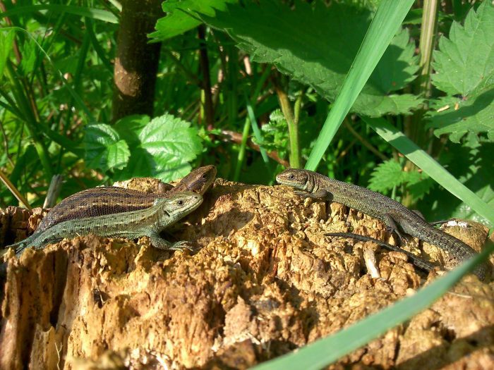 Common Lizards