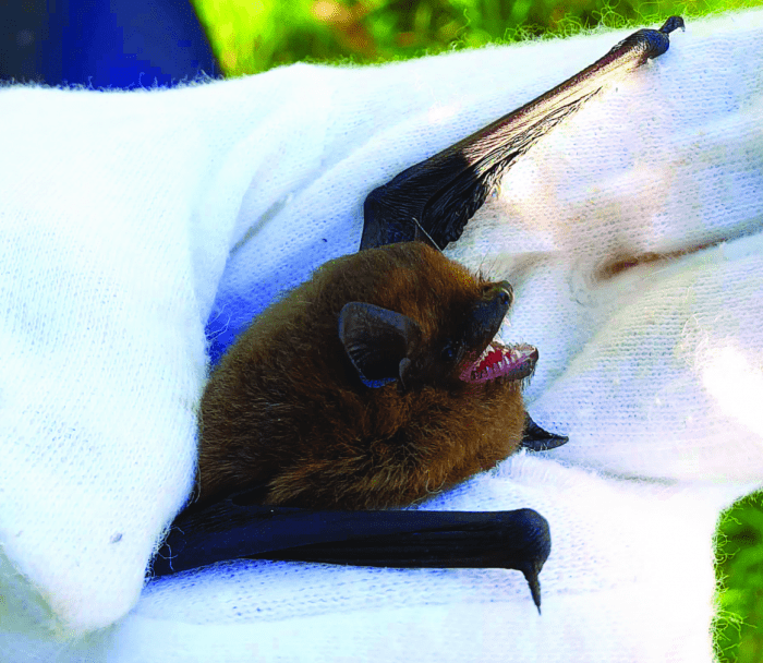 Common Pipistrelle