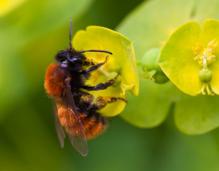 Mason Bee