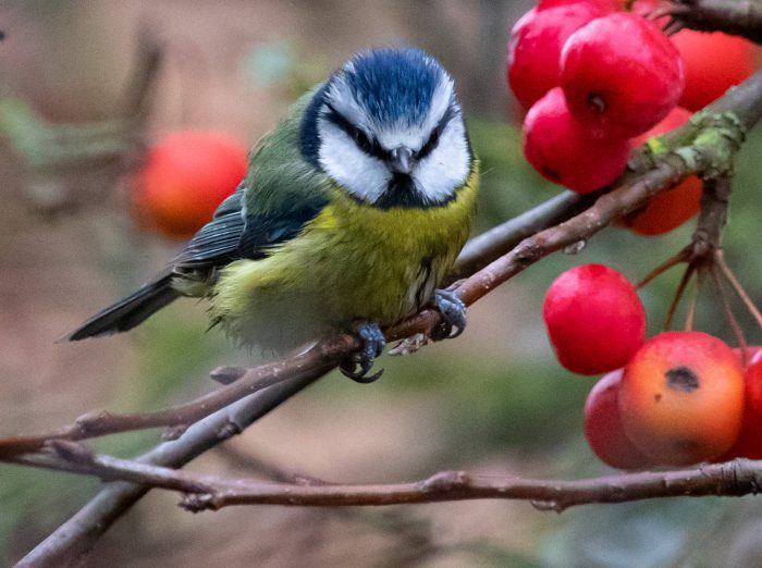 Bluetit