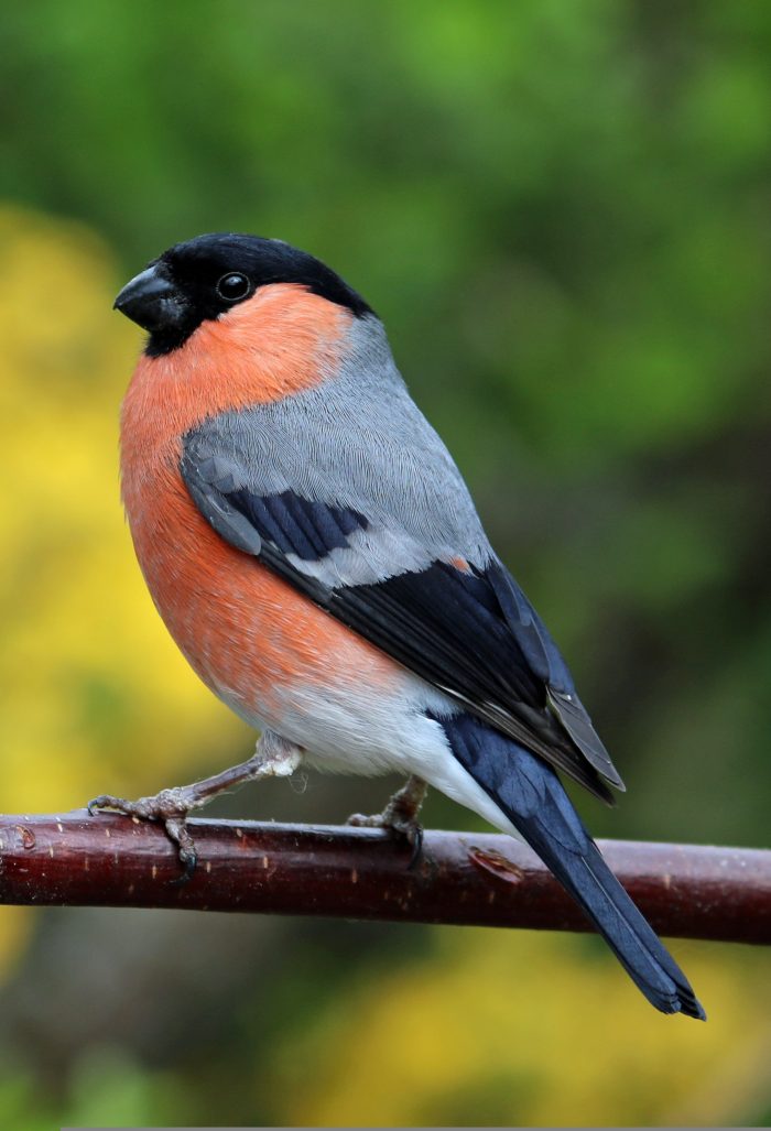 Bullfinch