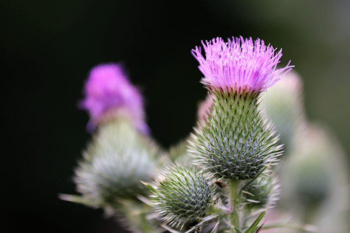 Greater Burdock