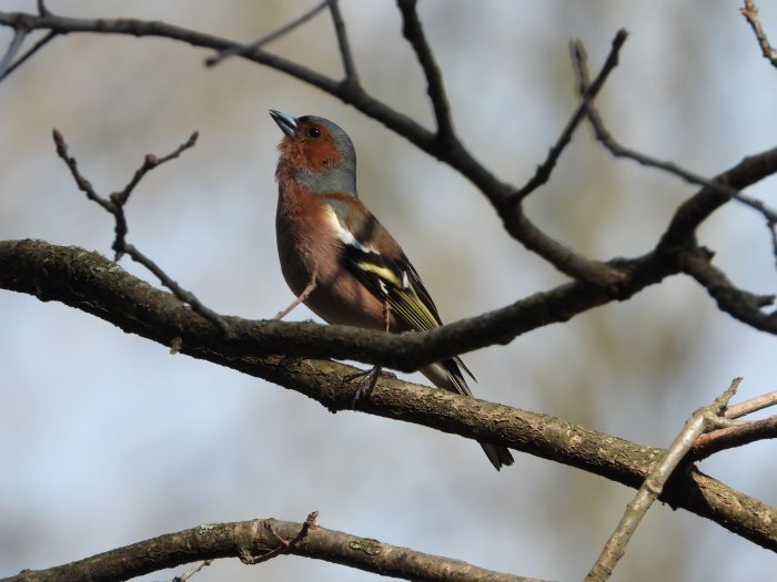 Chaffinch