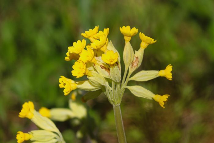 Cowslip