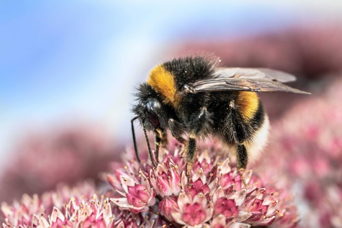 Heath Bumble Bee