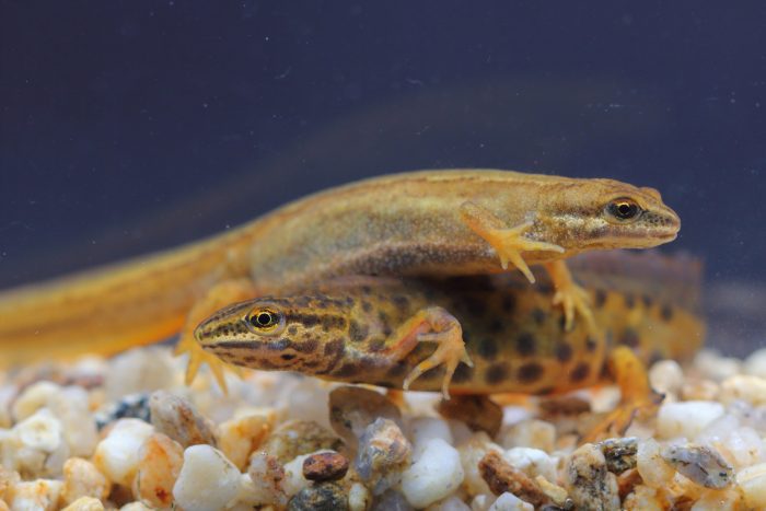 Smooth newt