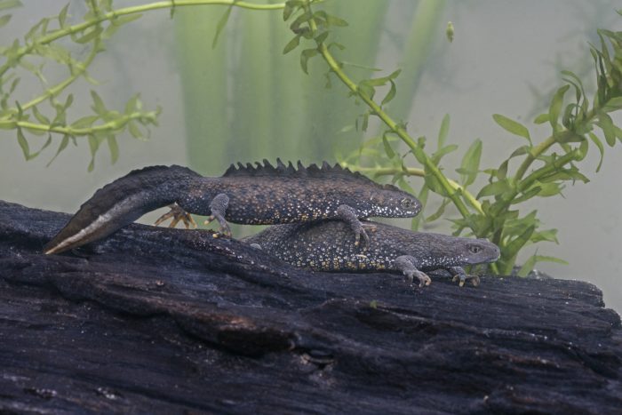 Great-crested newt, Triturus cristatus