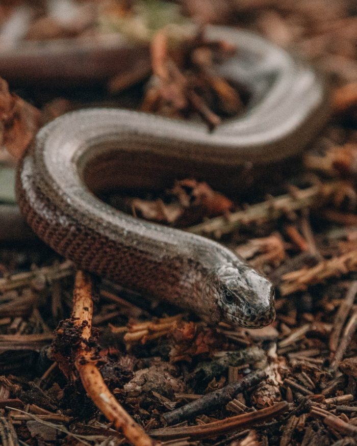 Slow Worm