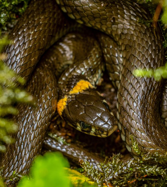 Grass Snake