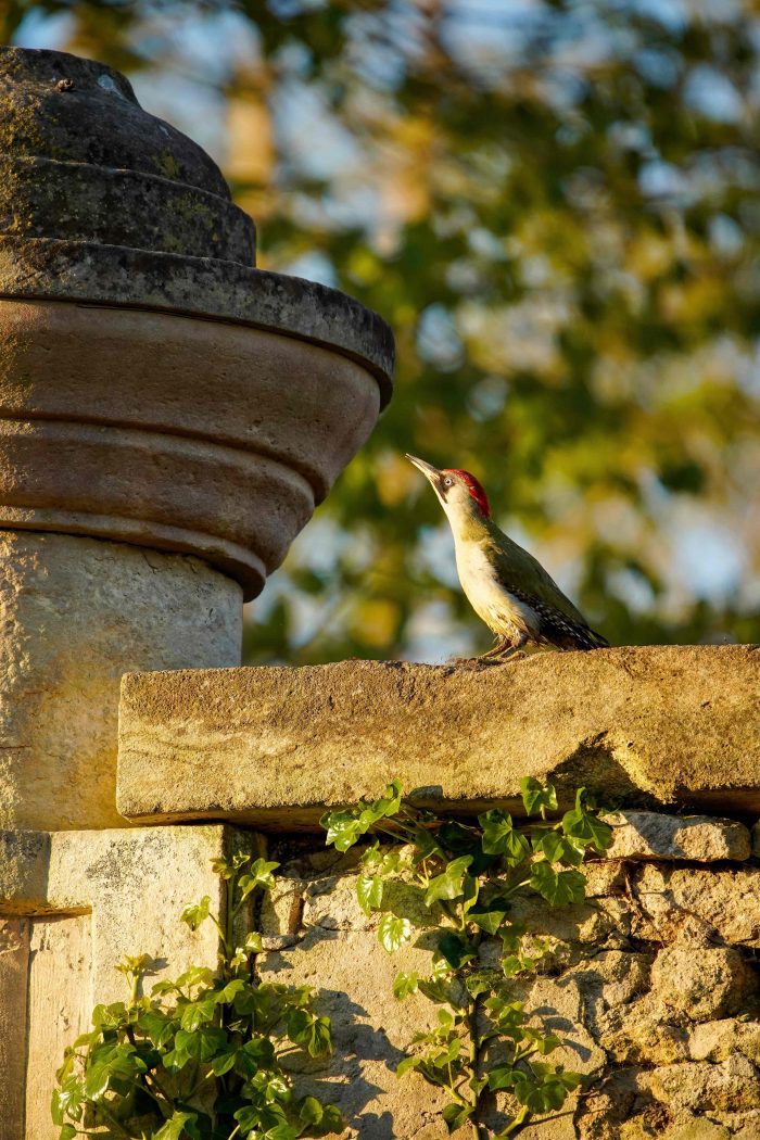 Green Woodpecker