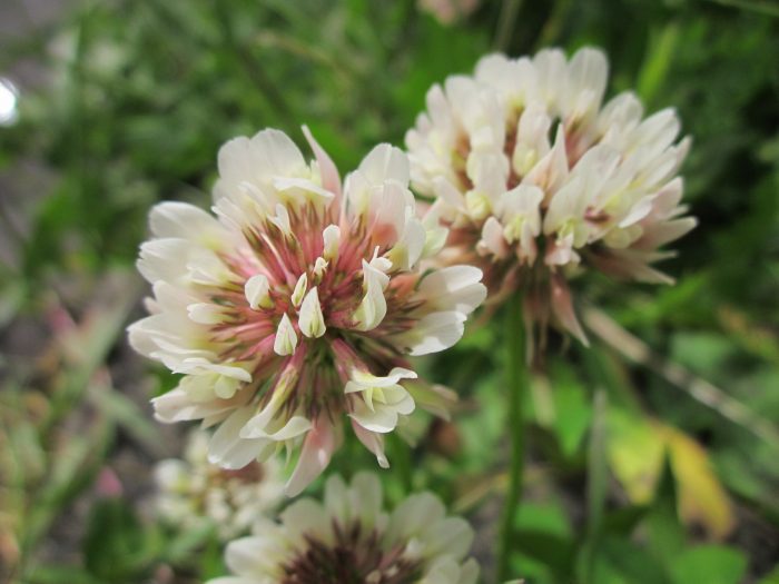 White Clover