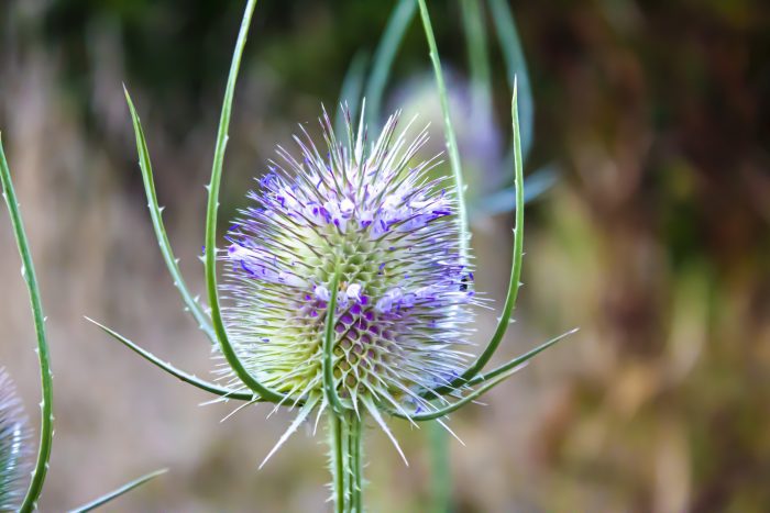 Teasel