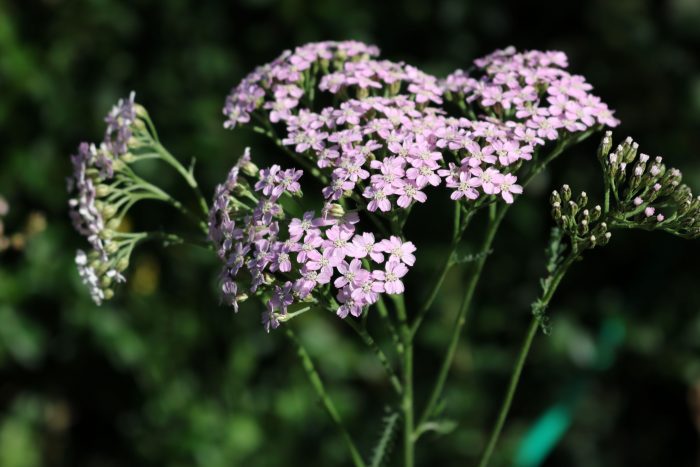 Yarrow