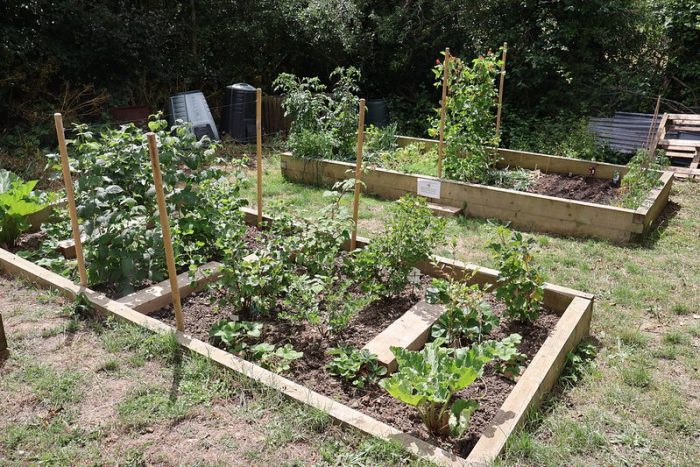 Both raised beds