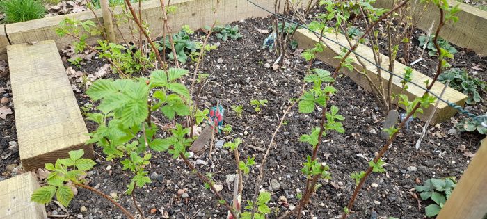 black currants