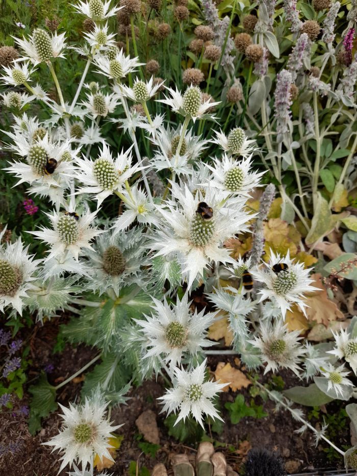 Bees on Stachys